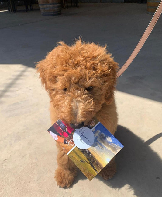 Dog Friends Welcome!