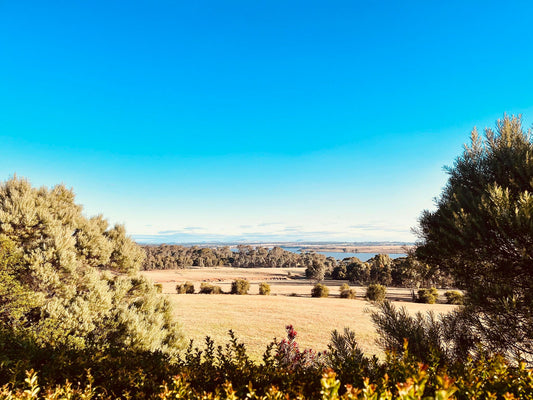 The Story Behind Panacea Estate: A Journey Through Wine and Community